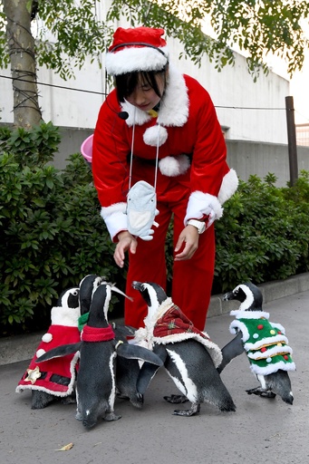ペンギンたちがサンタ姿に 八景島シーパラダイスでクリスマスイベント