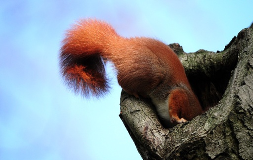 img_336b3cf758032f35a655a29290