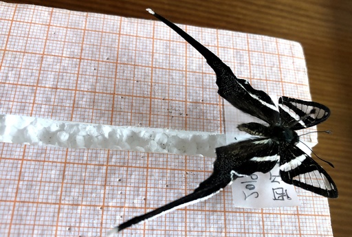 【珍品】キアゲハ（メス、チベット産） アゲハチョウ科最小のスソビキアゲハ、チベットで初めて発見 写真4枚