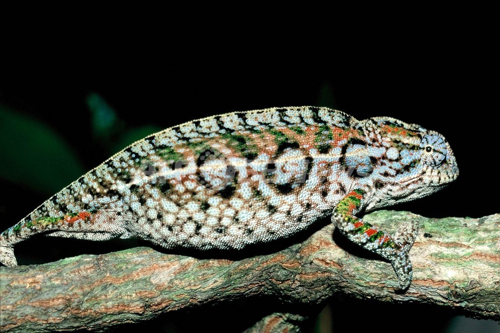 トカゲの5分の1、温暖化で2080年までに絶滅の恐れ トカゲの5分の1、温暖化で2080年までに絶滅の恐れ