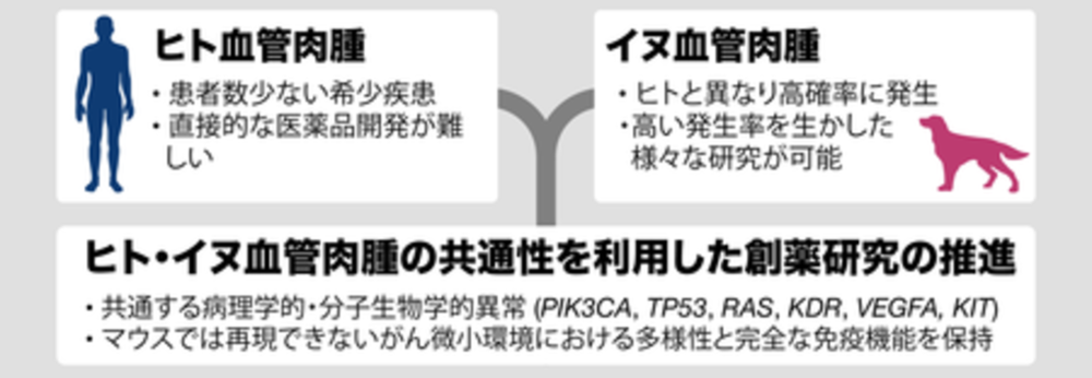 ユーイング肉腫はどのように治療されますか?