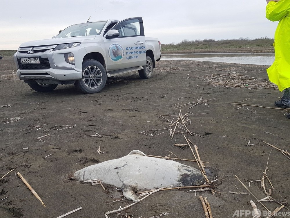 絶滅危惧種アザラシ170頭の死骸漂着 ロシアのカスピ海沿岸