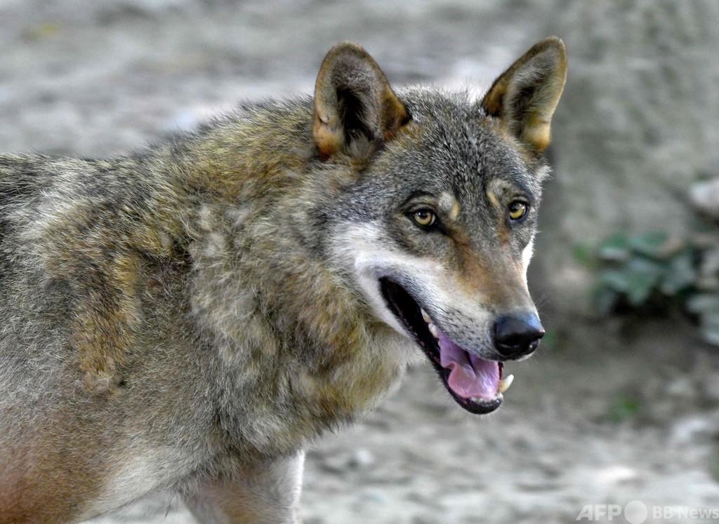 見せしめにオオカミの死骸？ 家畜殺され農家の怒り心頭
