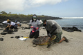 エクアドル・ガラパゴス諸島のフロレアナ島でウミガメの保護活動を行う公園職員（2021年4月14日撮影、資料写真）。(c)Rodrigo BUENDIA / AFP