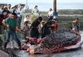 クジラの解体作業。千葉県南房総市の和田漁港で（2004年7月12日撮影）。(c) Kazuhiro NOGI / AFP