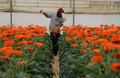 2008年2月13日、イスラエル中部のKfar-Hessにある温室で、ガーベラの花を摘むタイ人労働者。(c)AFP/YEHUDA RAIZNER