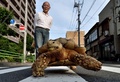 東京・月島の道を歩く亀のボンちゃんと飼い主の三谷久夫さん（2015年6月10日撮影）。(c)AFP/KAZUHIRO NOGI