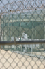 キューバのグアンタナモ（Guantanamo）米海軍基地内にあるテロ容疑者収容施設で、独房棟前を歩く収容者（2008年7月23日撮影）。(c)AFP/Randall Mikkelsen