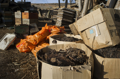 南アで大流行、ミツバチの伝染病 食料生産への影響懸念