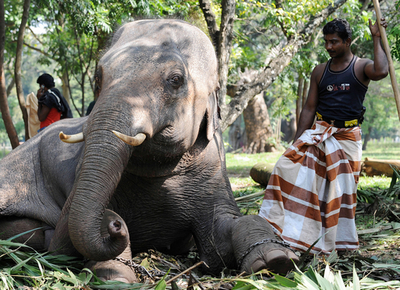 仏教祭典に参加のゾウ、長旅終えて一休み