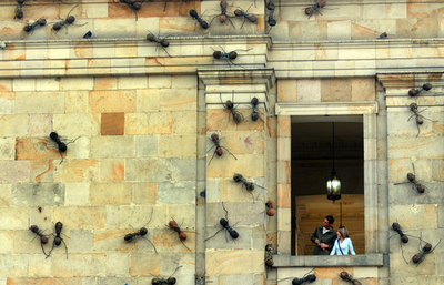 コロンビアの国会議事堂にアリの大群？