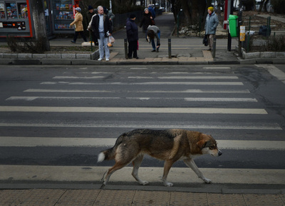 「横断歩道を渡る野良犬」、交通安全のお手本に