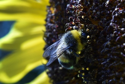 ハチの柔軟な学習能力、ボール転がし実験で解明 研究