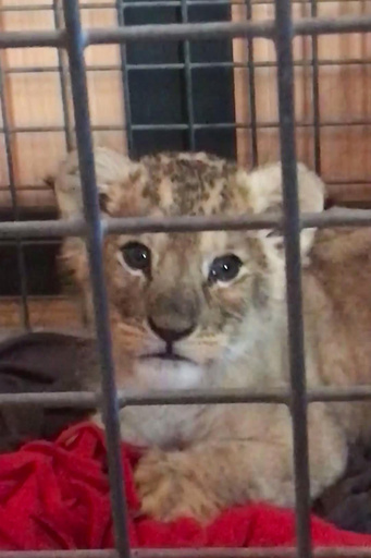 パリのシャンゼリゼ通りでライオンの赤ちゃん、レンタルされた高級車から