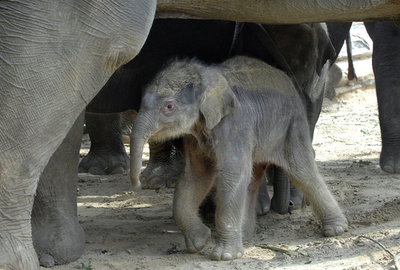 オランダのゾウ、予想外の出産日