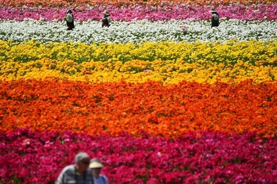 【今日の1枚】ラナンキュラスの花畑、春爛漫