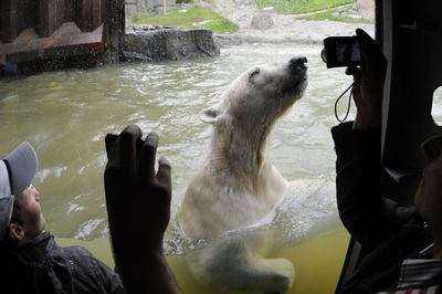 「もうちょっとで手が届くのに…」、ドイツのシロクマ