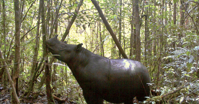 スマトラ島で絶滅の危機にあるスマトラサイ7頭を確認