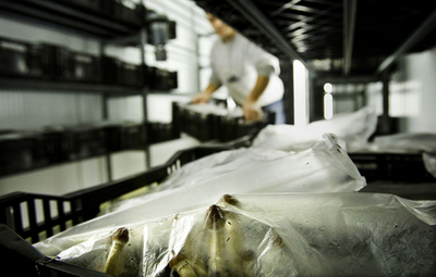 オランダで幻覚作用のあるキノコの栽培販売が違法に