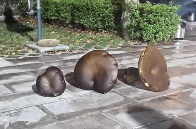 雲南省で巨大ヤマドリタケ発見 重さ2.8キロ