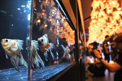 金魚で涼を！国内最大の金魚展、辻希美も堪能