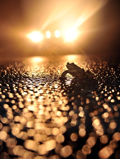 産卵控えたカエルの道路横断、ボランティアが支援 エストニア