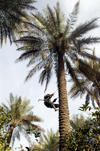 かつてのナツメ輸出大国イラク、戦争でナツメヤシが激減