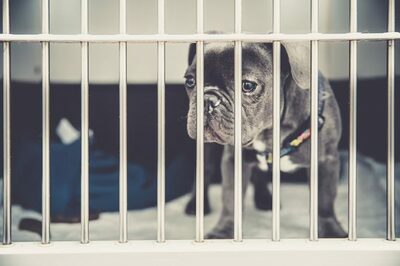 動物病院の診療記録開示義務化、韓国で議論…獣医師側は制度整備求める