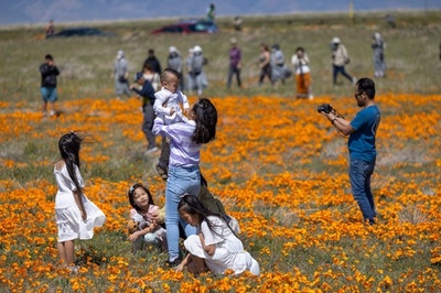 恵みの雨で開花、一面に咲き誇るポピー 米カリフォルニア州