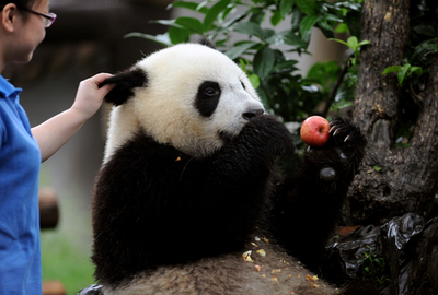 飼育員がうらやましい！四川省のパンダたち