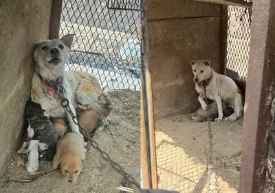韓国・山火事の中、わが子を守った母犬の壮絶な闘い…鎖に繋がれた親子救出