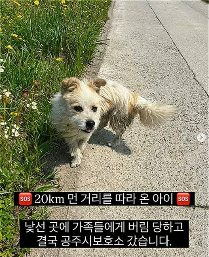 韓国・公州の路上で出会った徒歩旅行者を、助けを求めるように追い続けた捨て犬「コンジュ」＝SNSアカウント「ラッキーラバー」提供 (c)MONEYTODAY