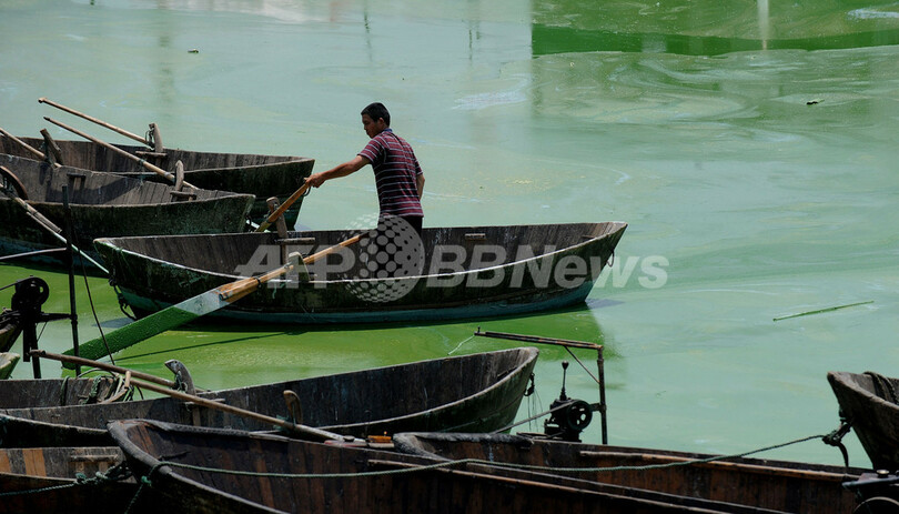 中国の淡水湖、今年も藻が大発生