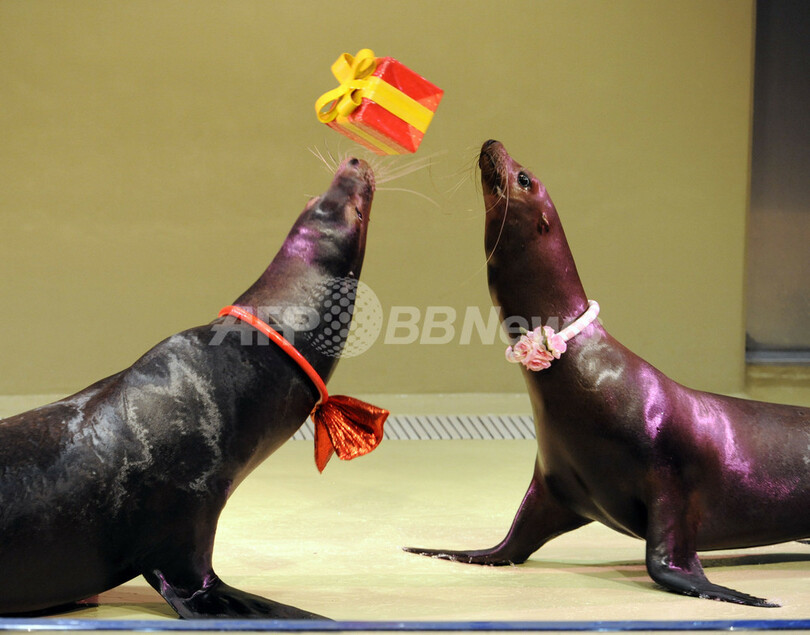 海の動物もバレンタインモード、品川アクアスタジアム