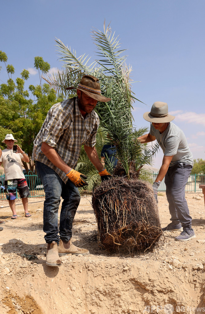 2000年前のナツメヤシから収穫 イスラエル人研究者、執念で実現