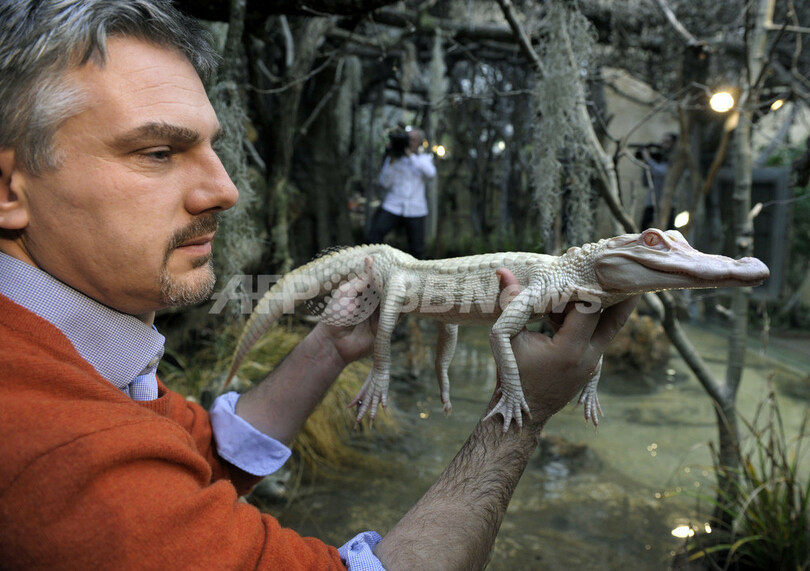 希少な白いワニ、欧州で初めて公開 フランス