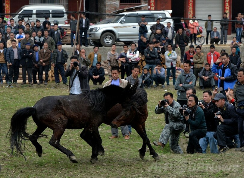 中国ミャオ族の伝統、春節の勇壮な「闘馬」