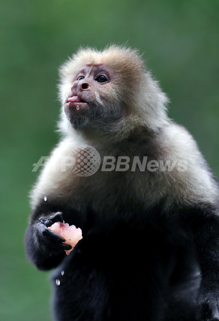 コスタリカ、老舗動物園の個性豊かな動物たち