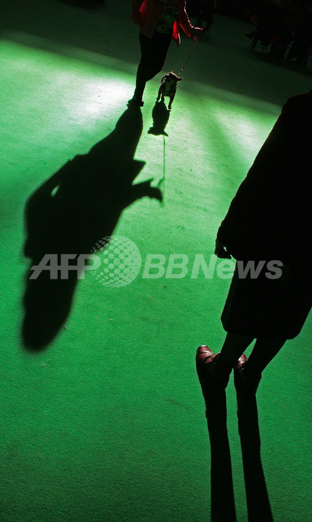 英ドッグショー、優勝はシーリハム・テリア犬