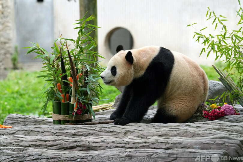 パンダの「福宝」、中国に帰国後初めて一般公開