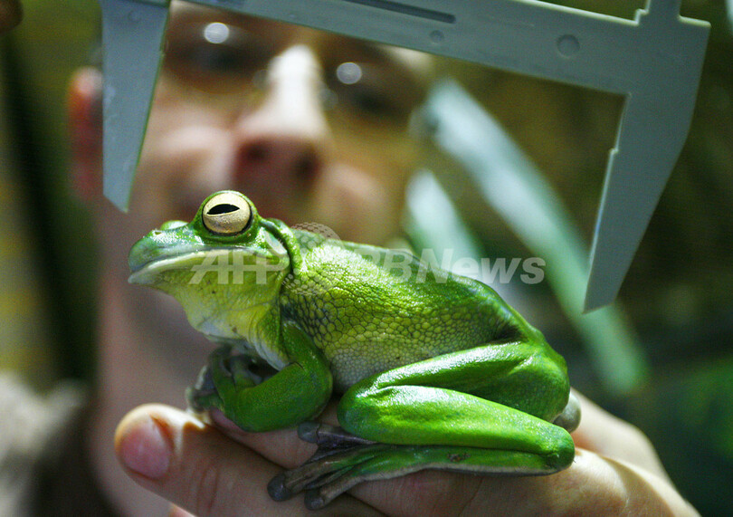 カエル、絶滅の危機に直面 - 米国