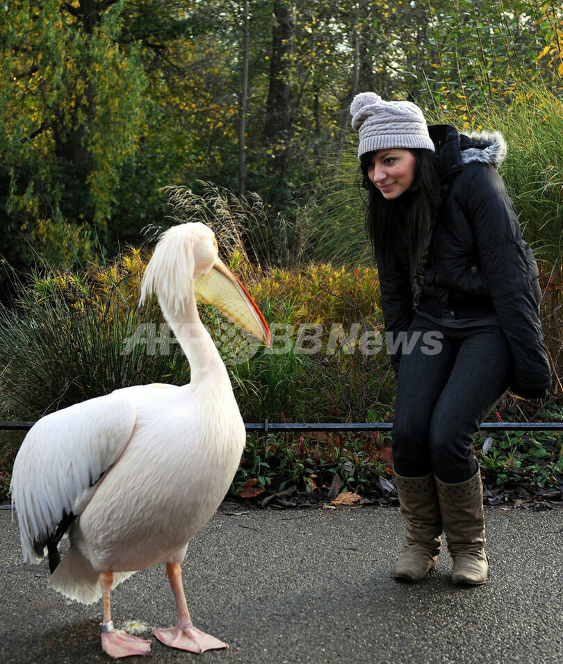 ロンドンのセントジェームズ公園に集う野鳥たち
