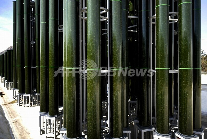 植物プランクトンから作る「未来の燃料」、CO2も吸収 スペイン