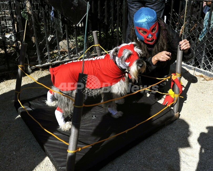 犬のハロウィーンパレード、米NYで開催