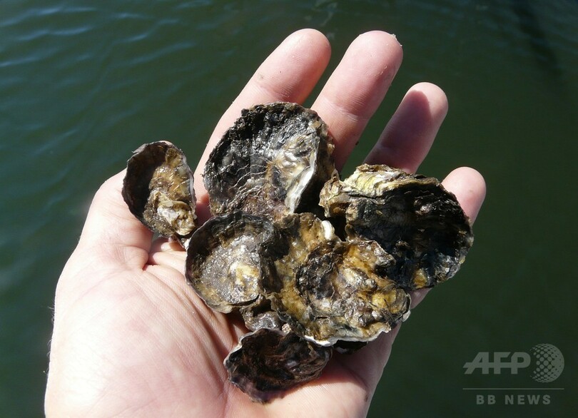 オーストラリアの貝礁、事実上すべて消滅 海洋生態系に大危機