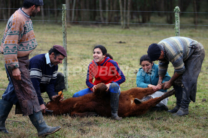 ウルグアイで牛の焼き印の伝統行事
