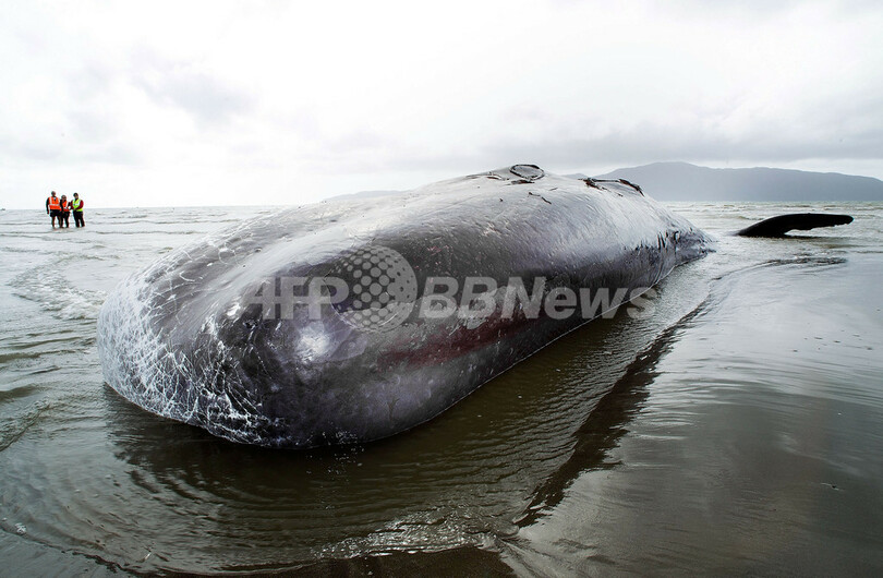 体長15メートルのマッコウクジラ死骸、NZ海岸に漂着