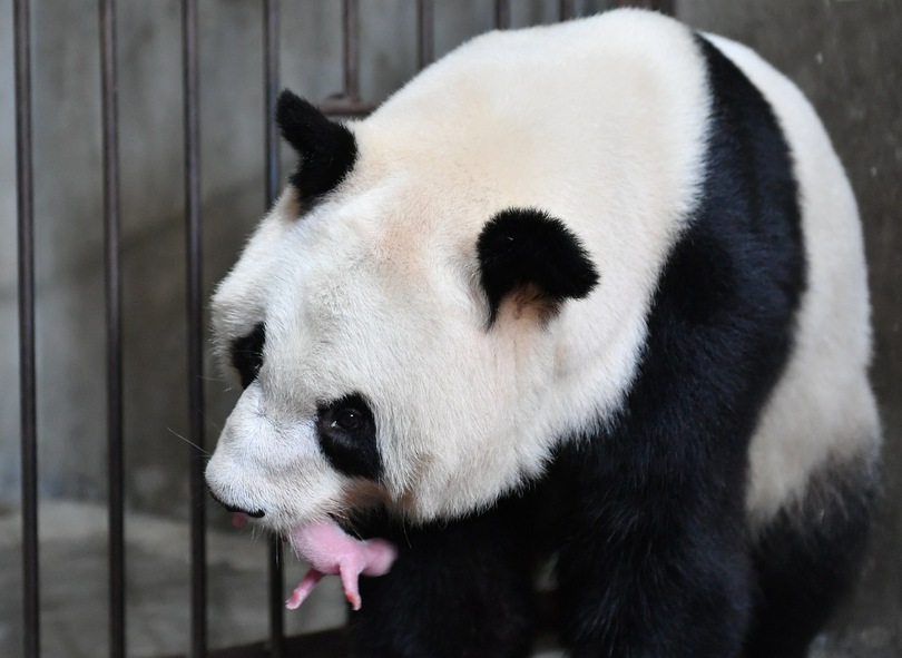 パンダの 秦秦 雌の双子を出産 陝西省西安市 写真1枚 国際ニュース Afpbb News