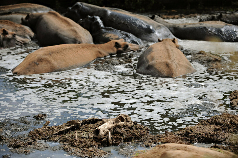 干ばつ続くケニア、野生のカバが減少