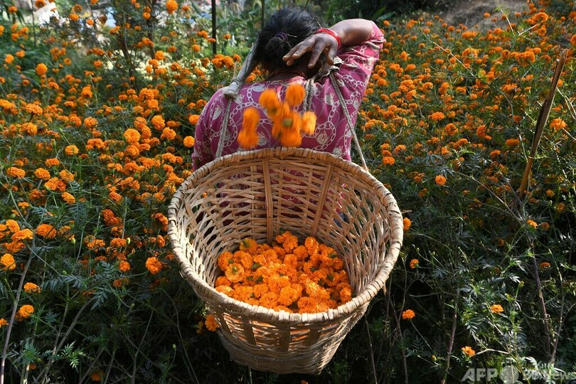 咲き誇るマリーゴールドの収穫風景、ネパール